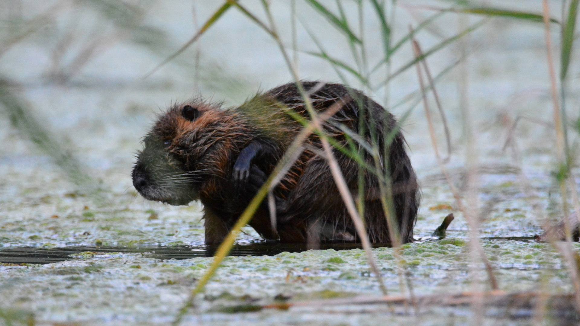 4.nutria